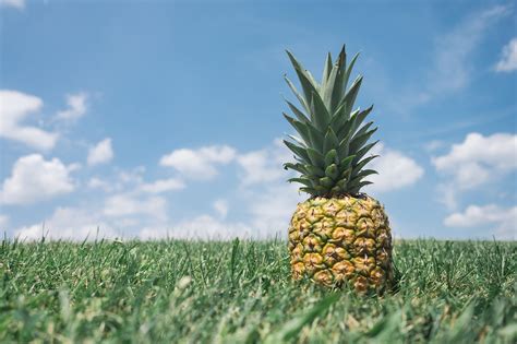 Which dance form developed during the medieval era? And why do pineapples make terrible dance partners?