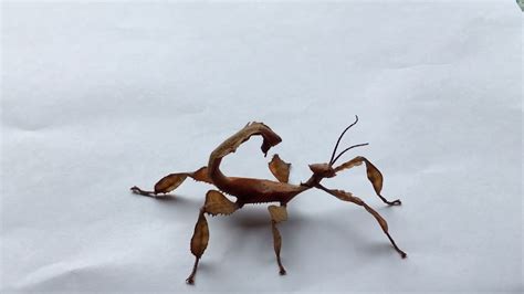 Why Do Stick Bugs Dance and What Lies Behind Their Zesty Antics?